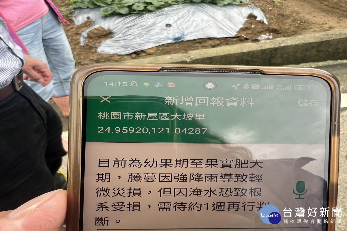 桃園市政府農業局利用產銷群組及簡訊提醒農友們，確實做好農作物災害防範措施。