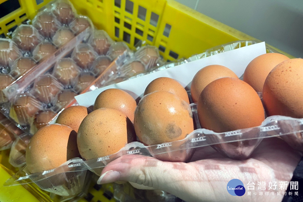 桃園市政府衛生局食安稽查小組於立群公司查獲發霉雞蛋。