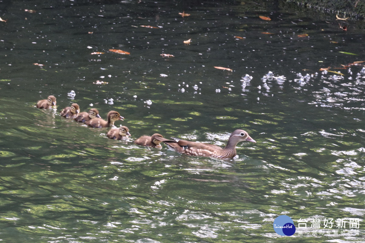 母鴛鴦帶六小寶　現蹤杉林溪河流