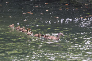 杉林溪創園40年首度發現鴛鴦繁殖。（杉林溪園區提供）