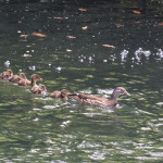 杉林溪創園40年首度發現鴛鴦繁殖。（杉林溪園區提供）
