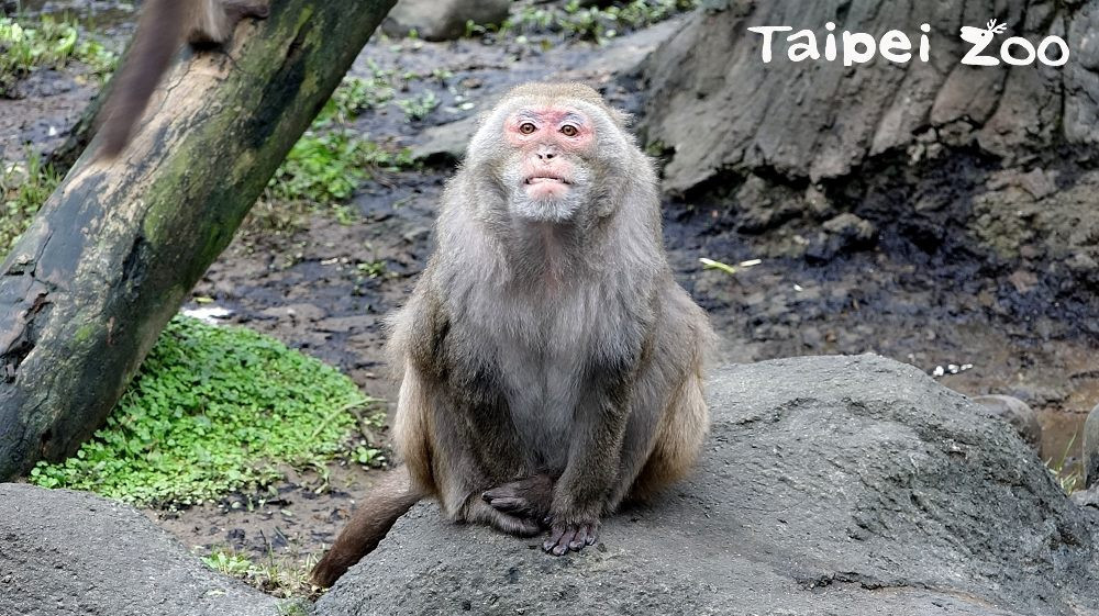 （圖／台北動物園官網）