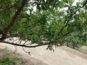 ▲2-3月乾旱遲發性農損，高雄李子現金救助即日起受理申報。（圖／記者 許高祥 翻攝）