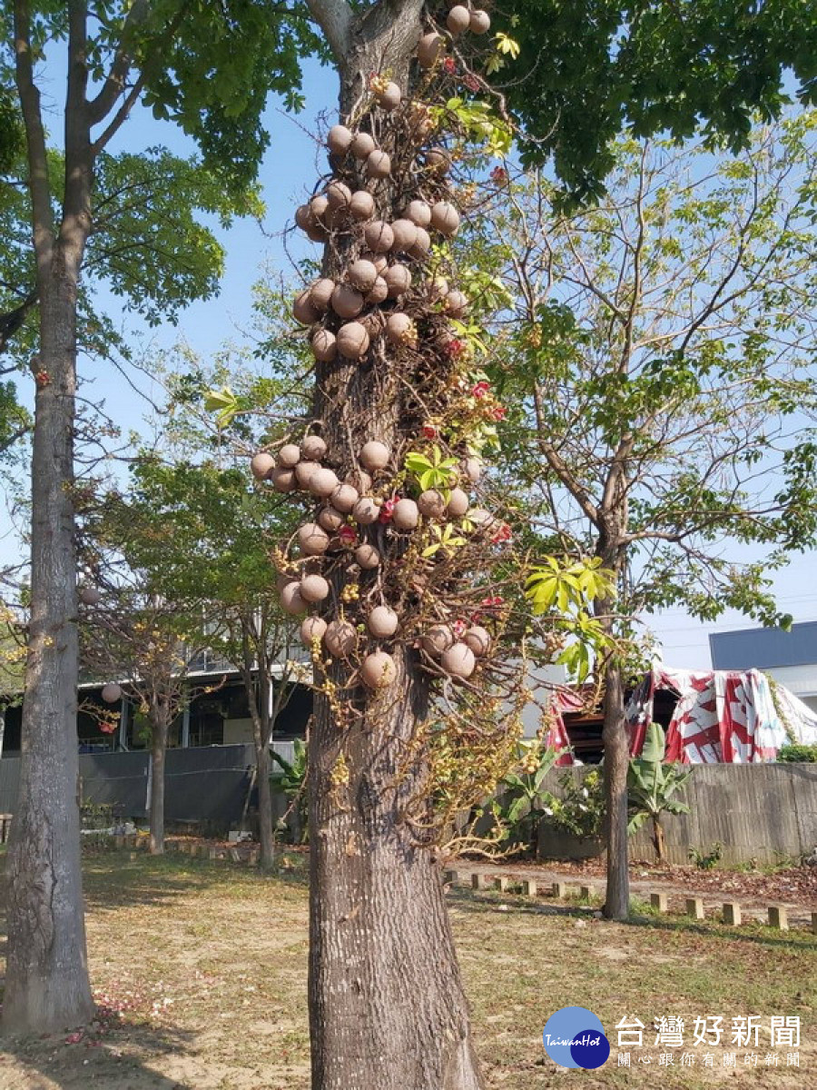 奇觀景象　高雄梓平公園「砲彈樹」悄然綻放中