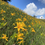 花壇虎山巖金針花第2期爆開。圖／參山處提供