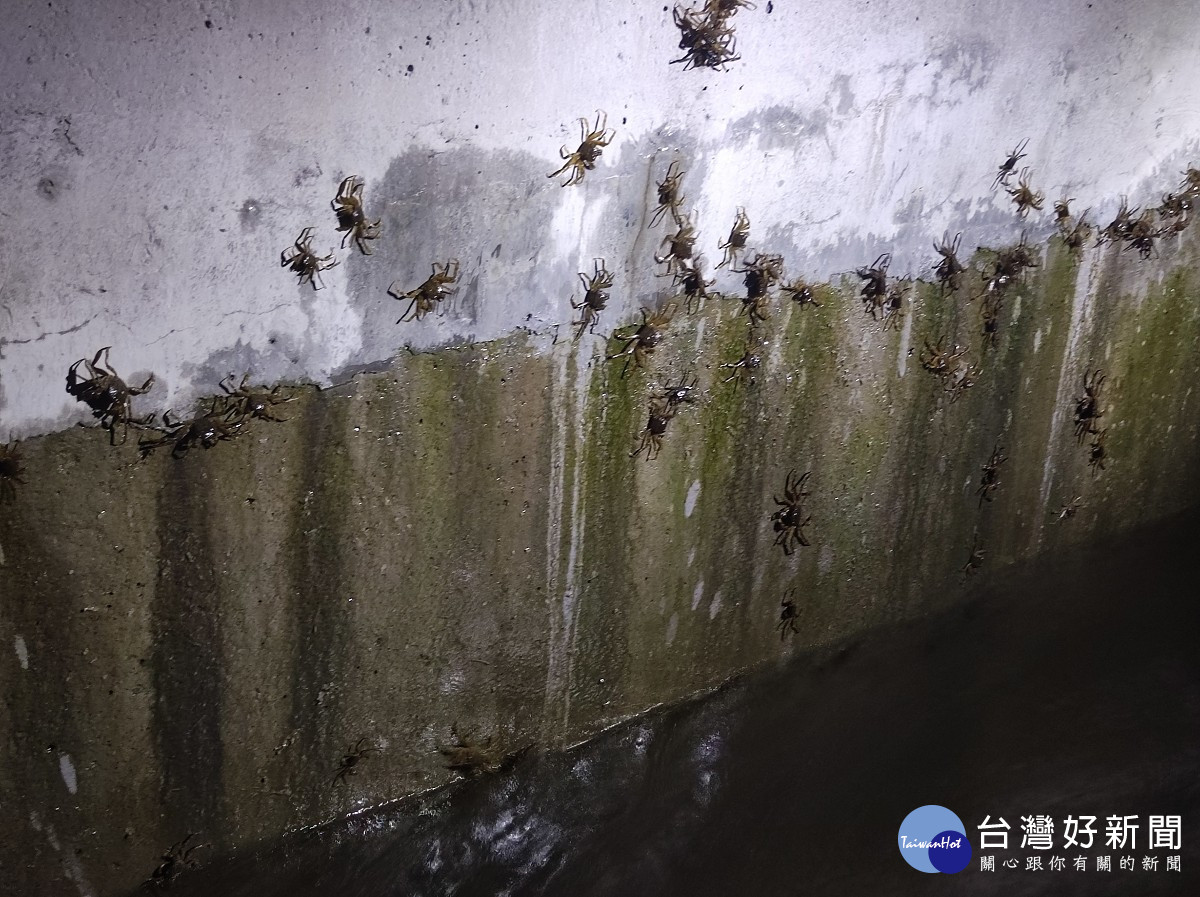 新店碧潭堰　新北為小毛蟹繫上洄家捷徑