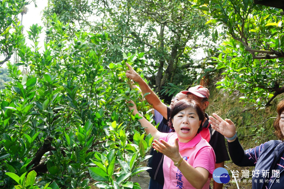 立委楊瓊瓔一行走進椪柑果園，樹上幼果寥寥可數。
