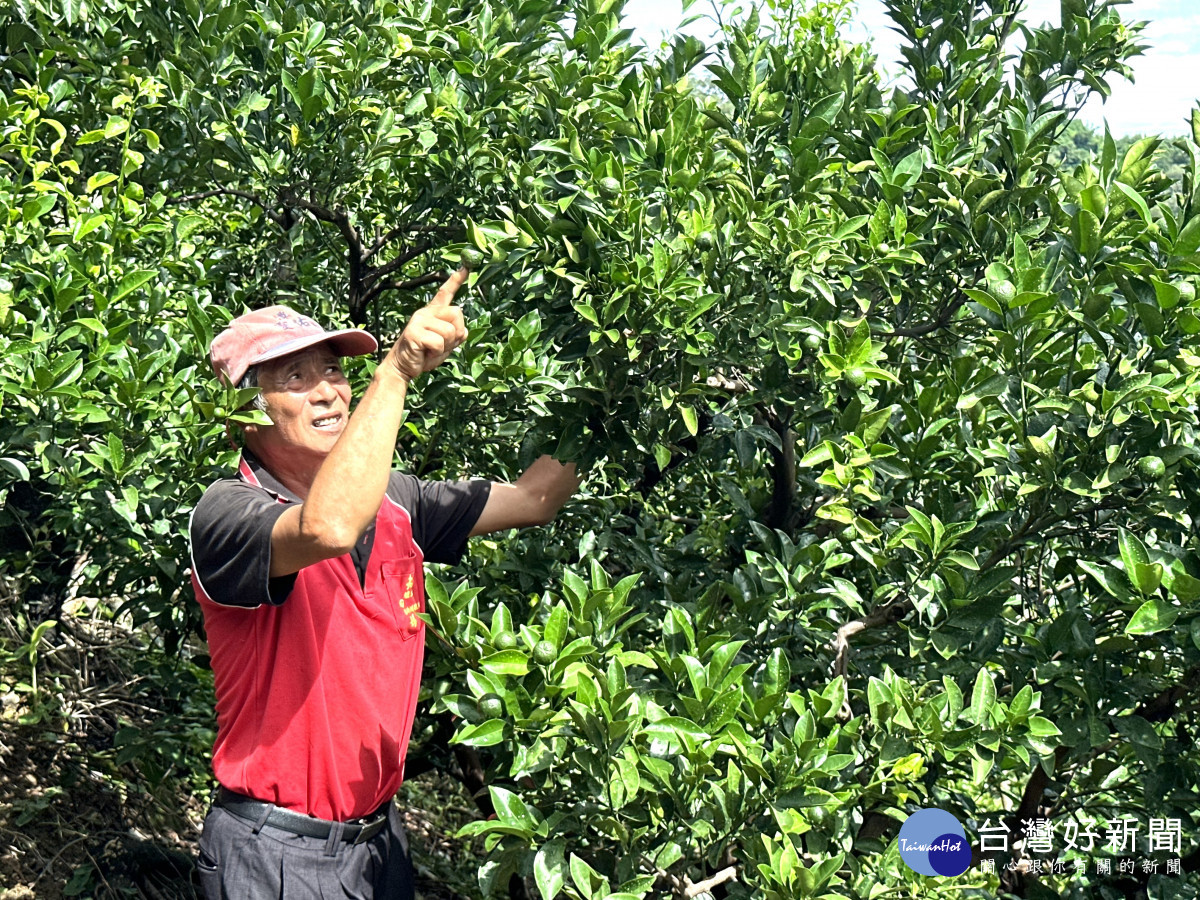 張國賢憂心許多枝條獨留一顆果實，受到烈日曝曬，將會灼傷變成「火燒柑」。