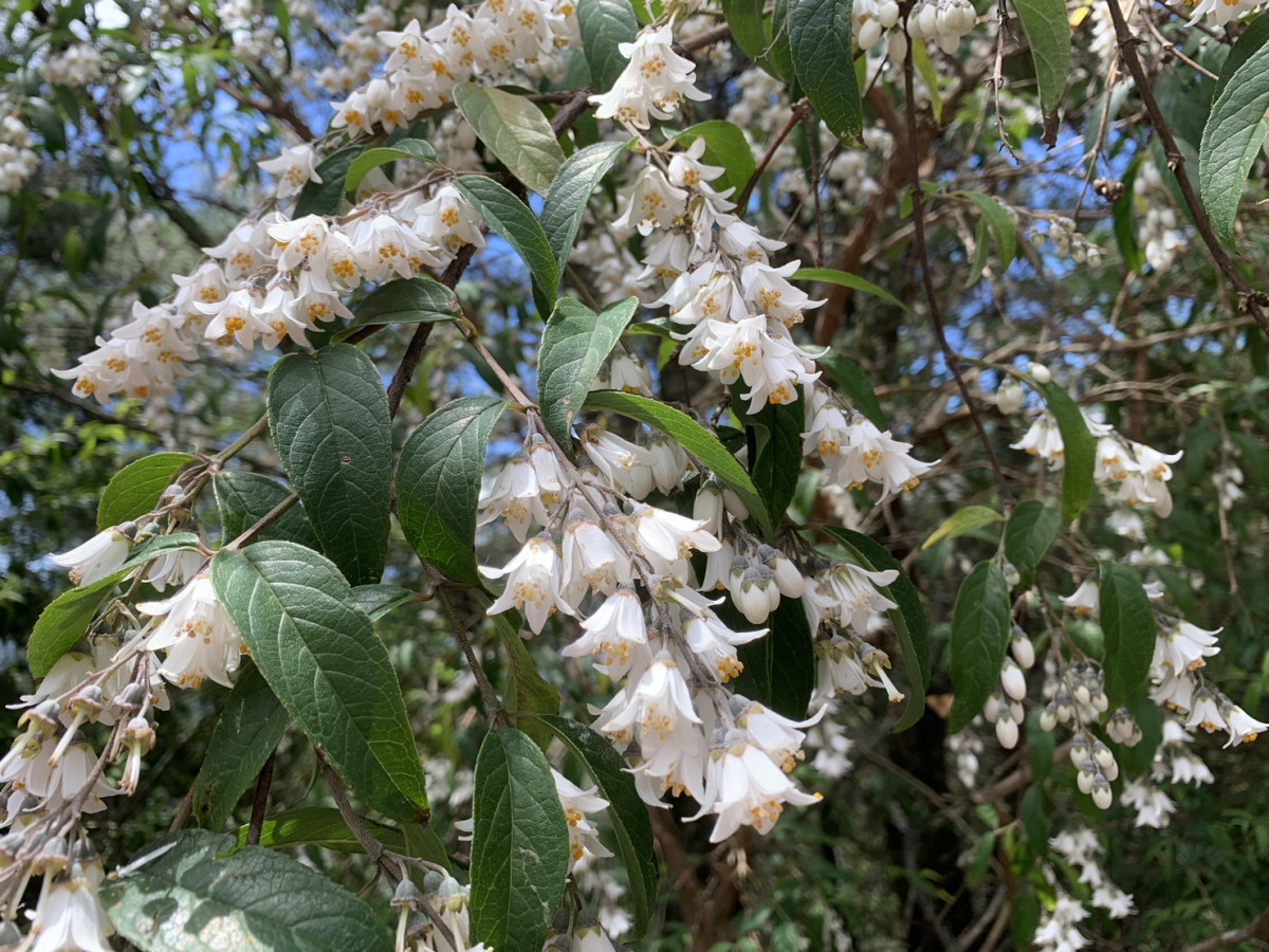 大葉溲疏成串白花。