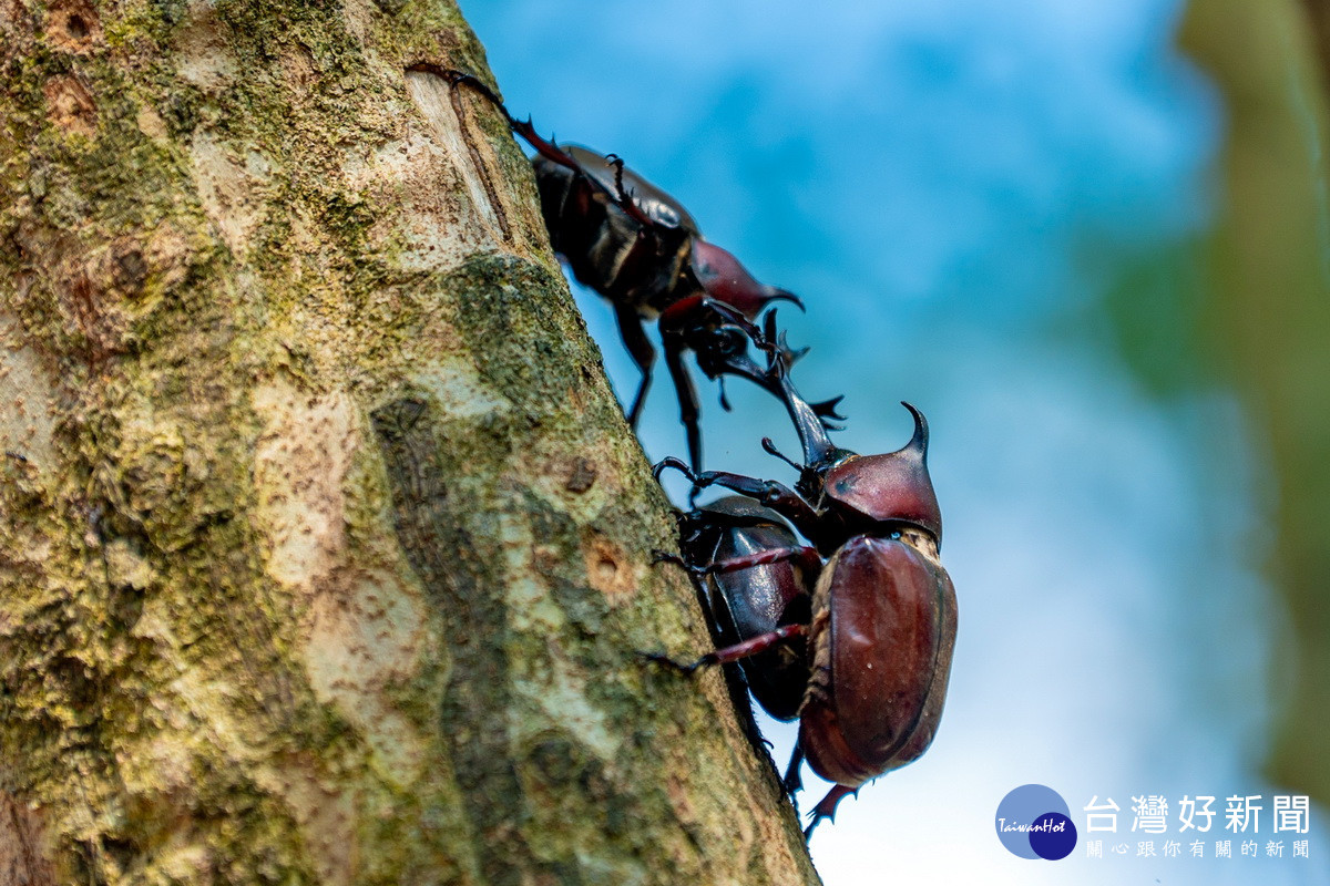 羊稠坑森林步道的甲蟲獨角仙。