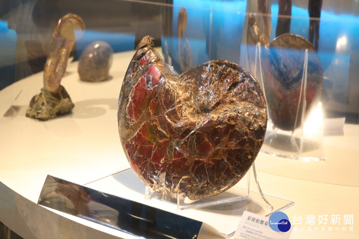 「菊石」是古生物演化關鍵證據的「標準化石」。科博館提供