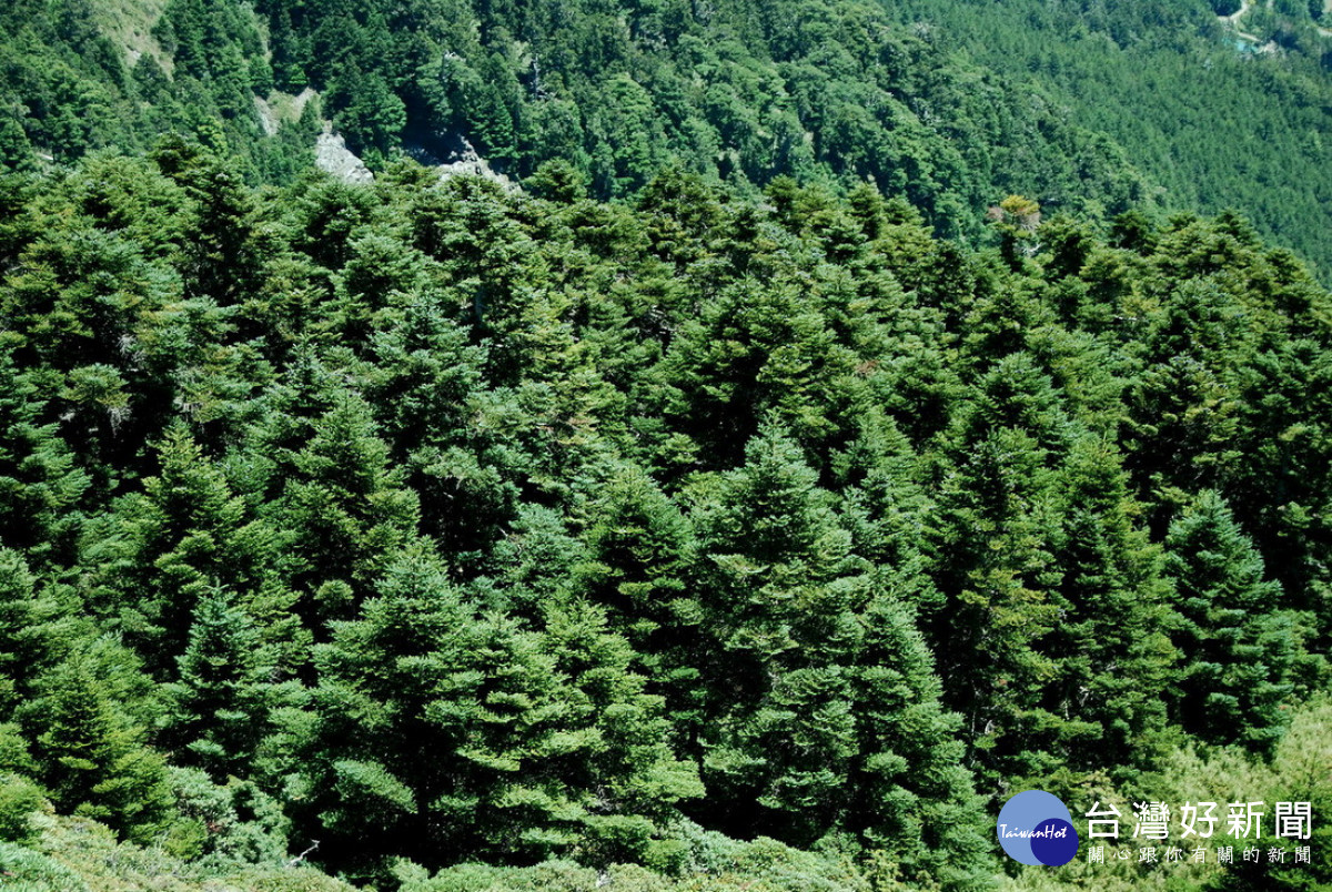 夏季避暑森呼吸　野趣繽紛合歡山