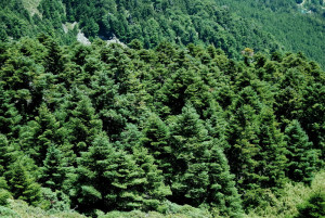合歡山森林遊樂區有別於一般的森林遊樂區景觀，由玉山箭竹和臺灣冷杉林構成。