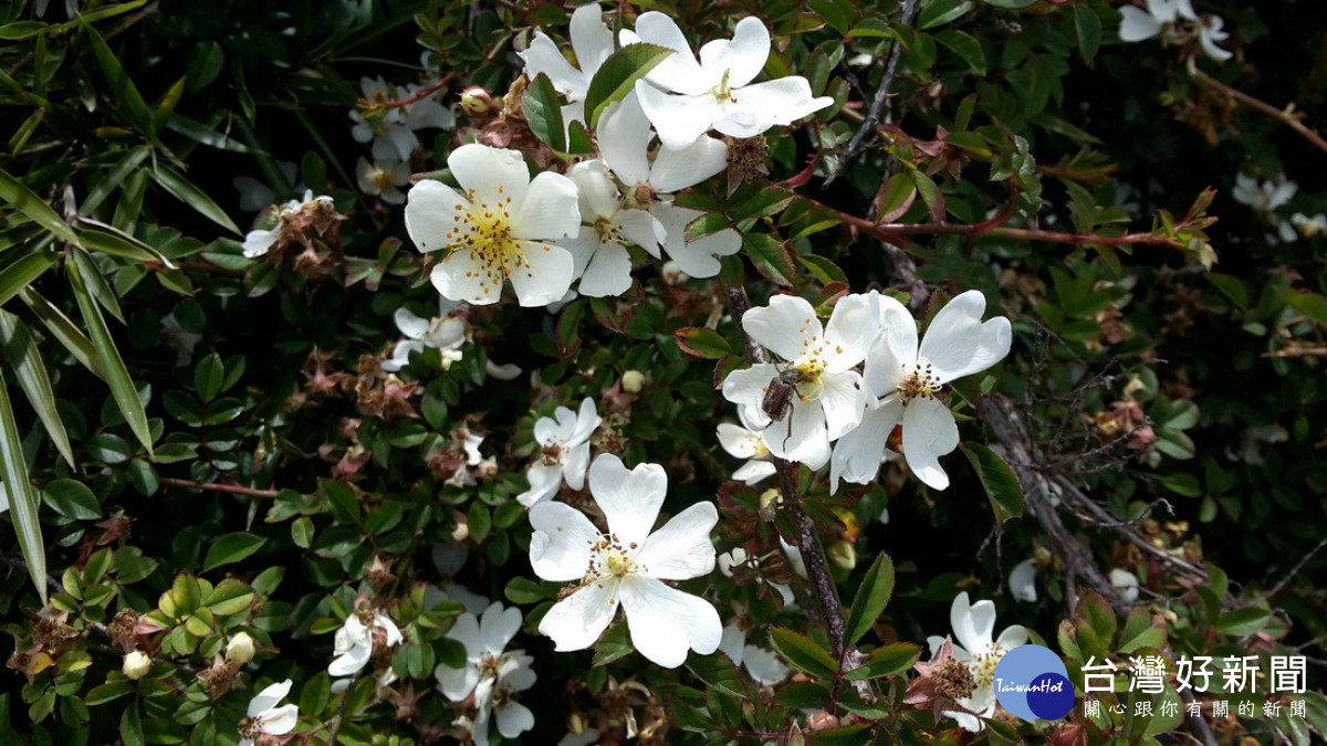 玉山薔薇