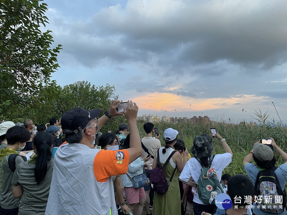 五股濕地夏日賞燕季開跑　邀您感受大自然純真奧秘
