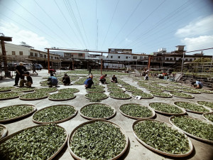 南投文化局辦理傳統手工製茶傳習。（文化局提供）
