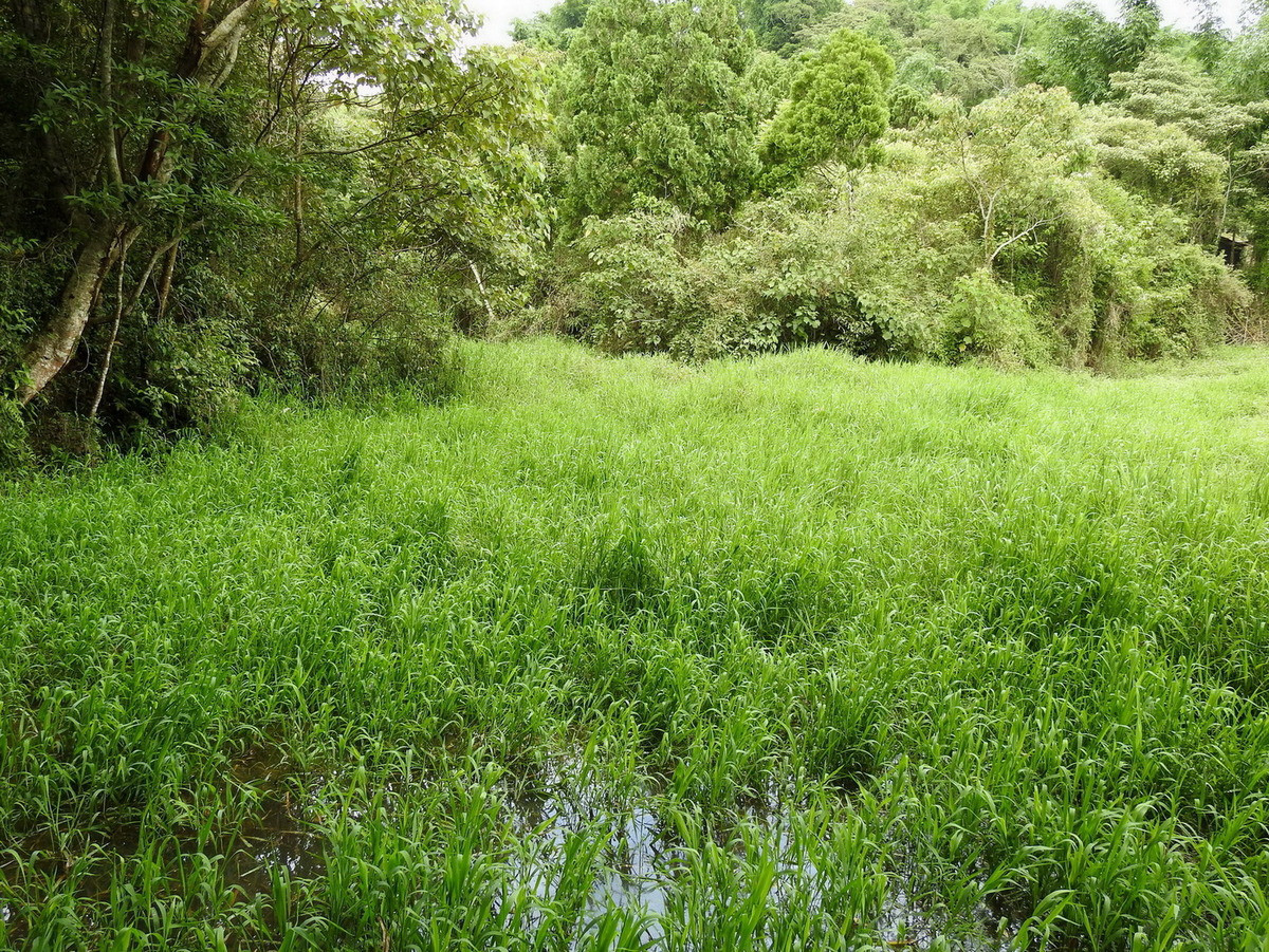 .纖紅蜻蜓的主要棲息地是有森林、灌木或竹林圍繞的草澤及湖泊。（照片提供／新故鄉基金會）