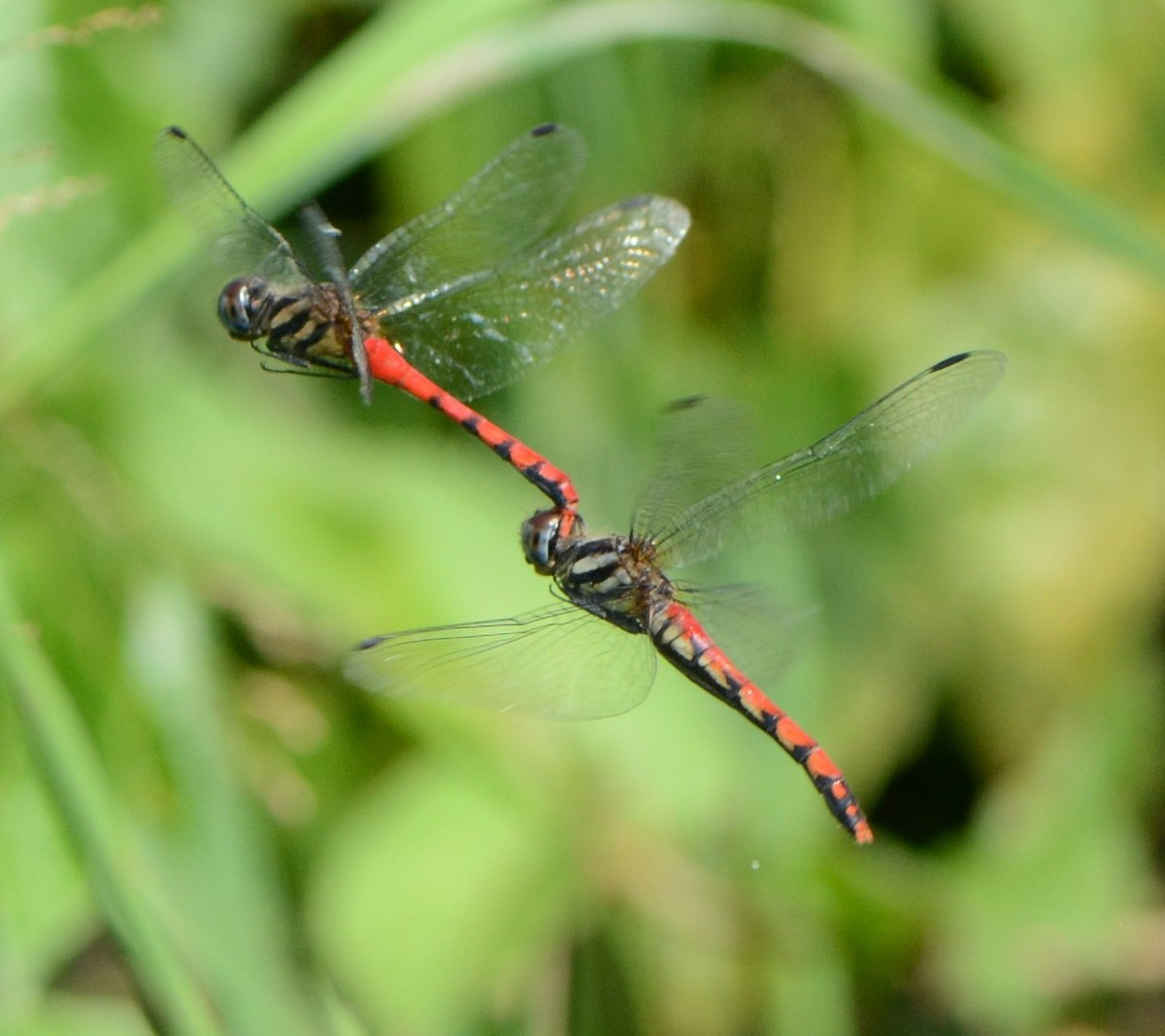 纖紅蜻蜓交配時有非常獨特且罕見的空中拋卵行為（圖片/南投林管處提供）