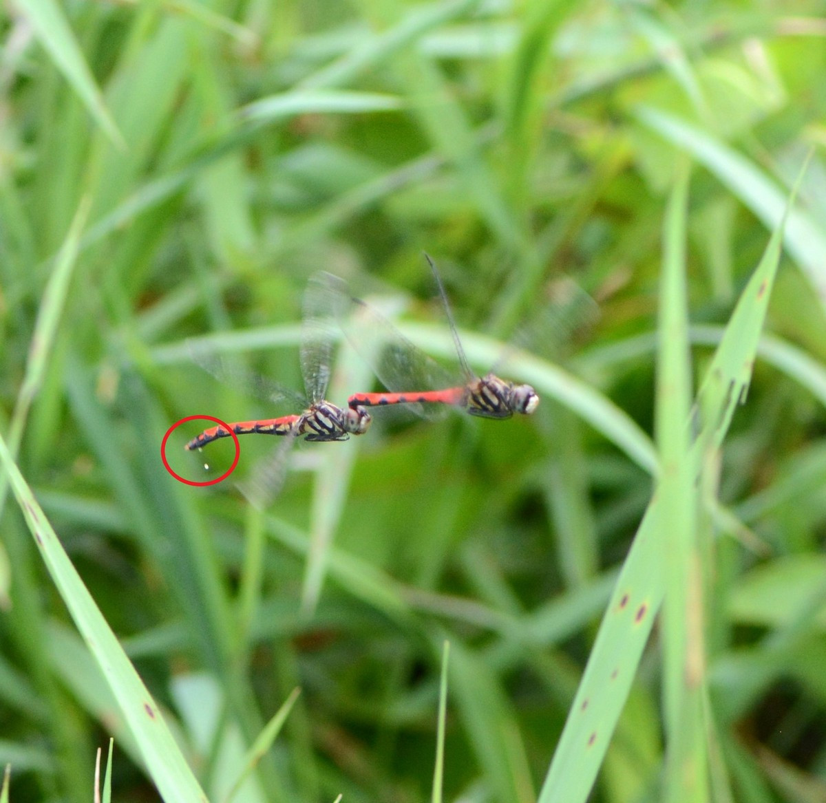 纖紅蜻蜓交配時有非常獨特且罕見的空中拋卵行為（圖片/南投林管處提供）