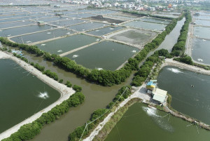 ▲興達養殖漁業生產區中「大湖埤」排水渠道幅寬差距較大，高市府進行修繕。