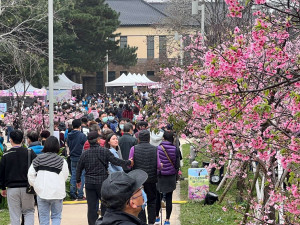 2月新竹公園櫻花季活動，創下單日近4萬遊客到訪新紀錄