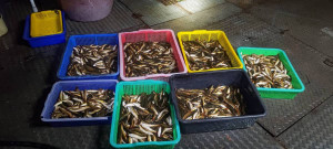 日月潭魚虎被移除上岸。（圖/南投縣府提供）