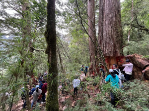 林業署與多個單位人員到翠峰山區見森林生態浩劫。（南投分署提供）
