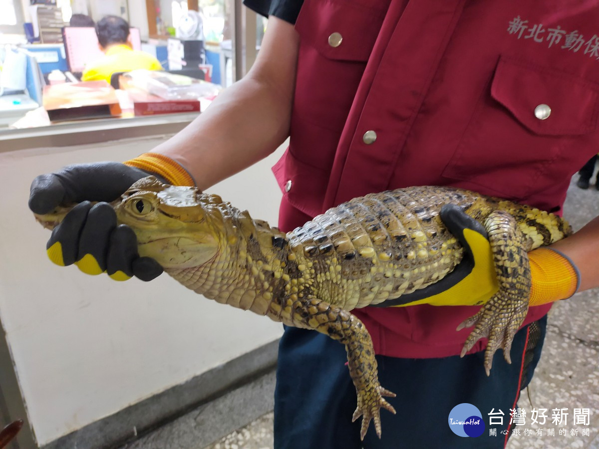 98+ 图片 鱷魚 新的 18 三峽鱷魚脫逃新北動保處開罰飼主| 台灣好新聞TaiwanHot