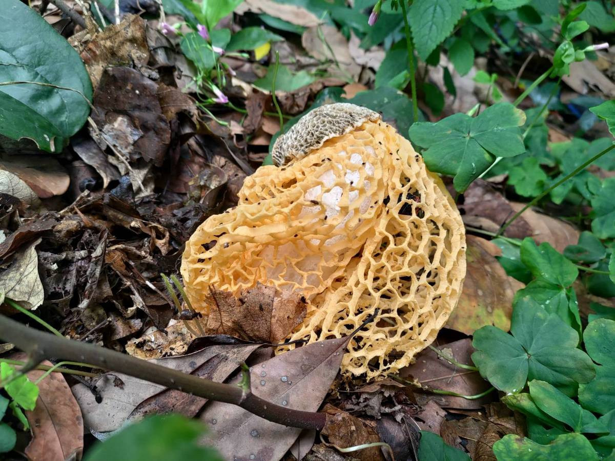 黃裙竹蓀，具有微毒無法食用。（圖/記者吳素珍翻攝）