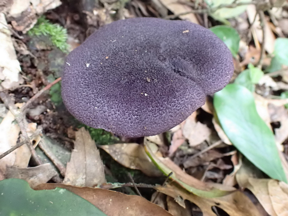 紫絨絲膜菌，夏天常出現於中海拔針闊葉樹林地上單生。（圖/記者吳素珍翻攝）