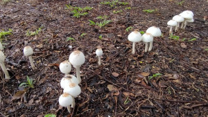 ▲高市府呼籲，遇見草地生長的菇類，為保障生命安全，不要任意摘取或食用。