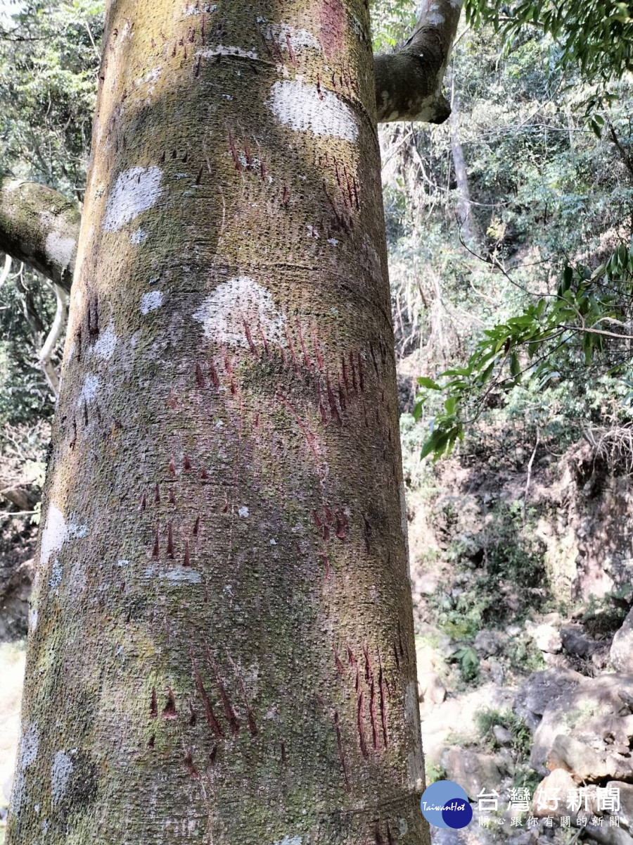 巡守路線上發現有熊爪痕山黃麻。