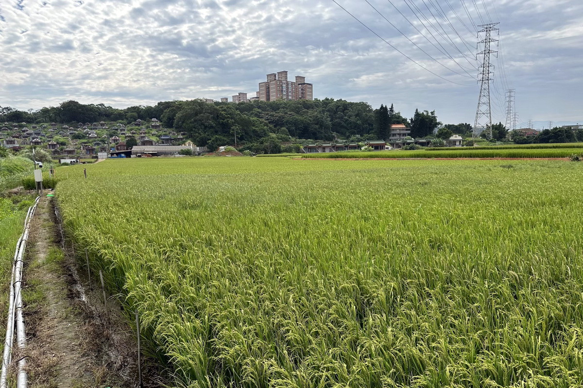 112年第一期稻作採用放流水作為農灌用水生長良好。