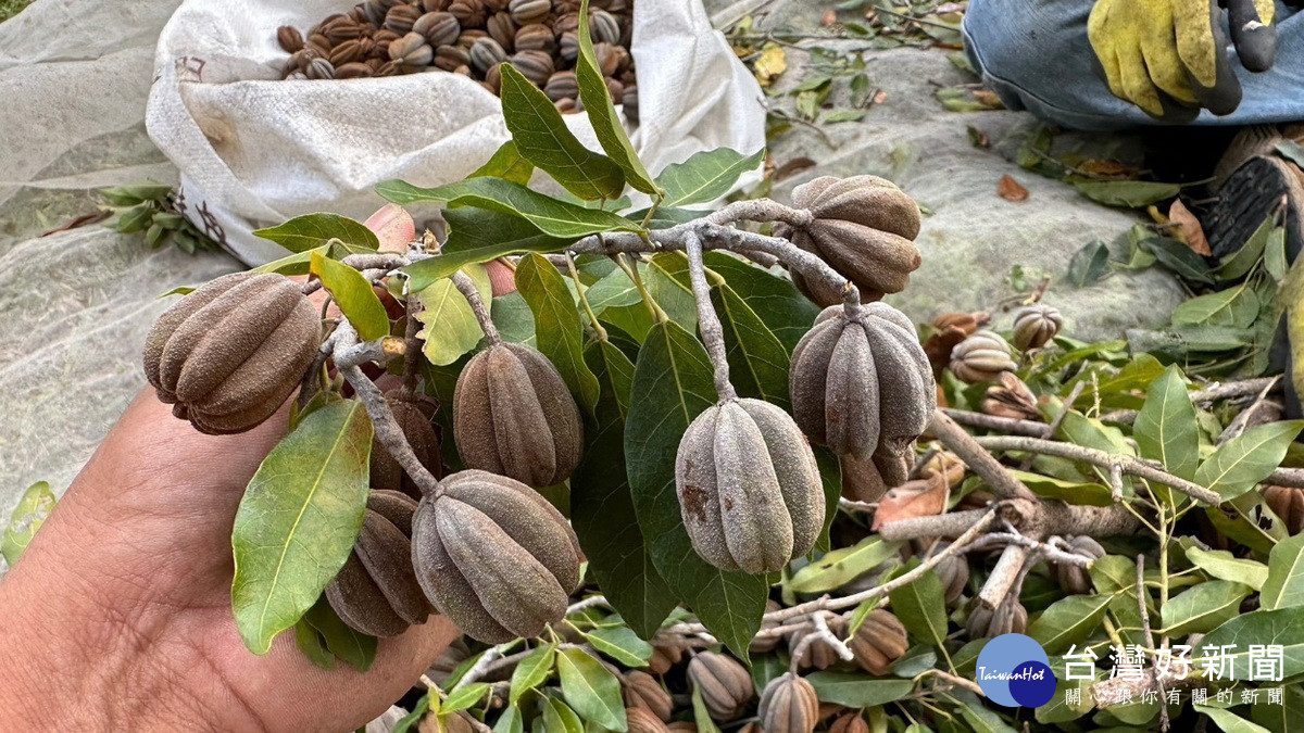 「臺灣梭羅樹」是珍貴稀有的特有種植物。（南投分署提供）