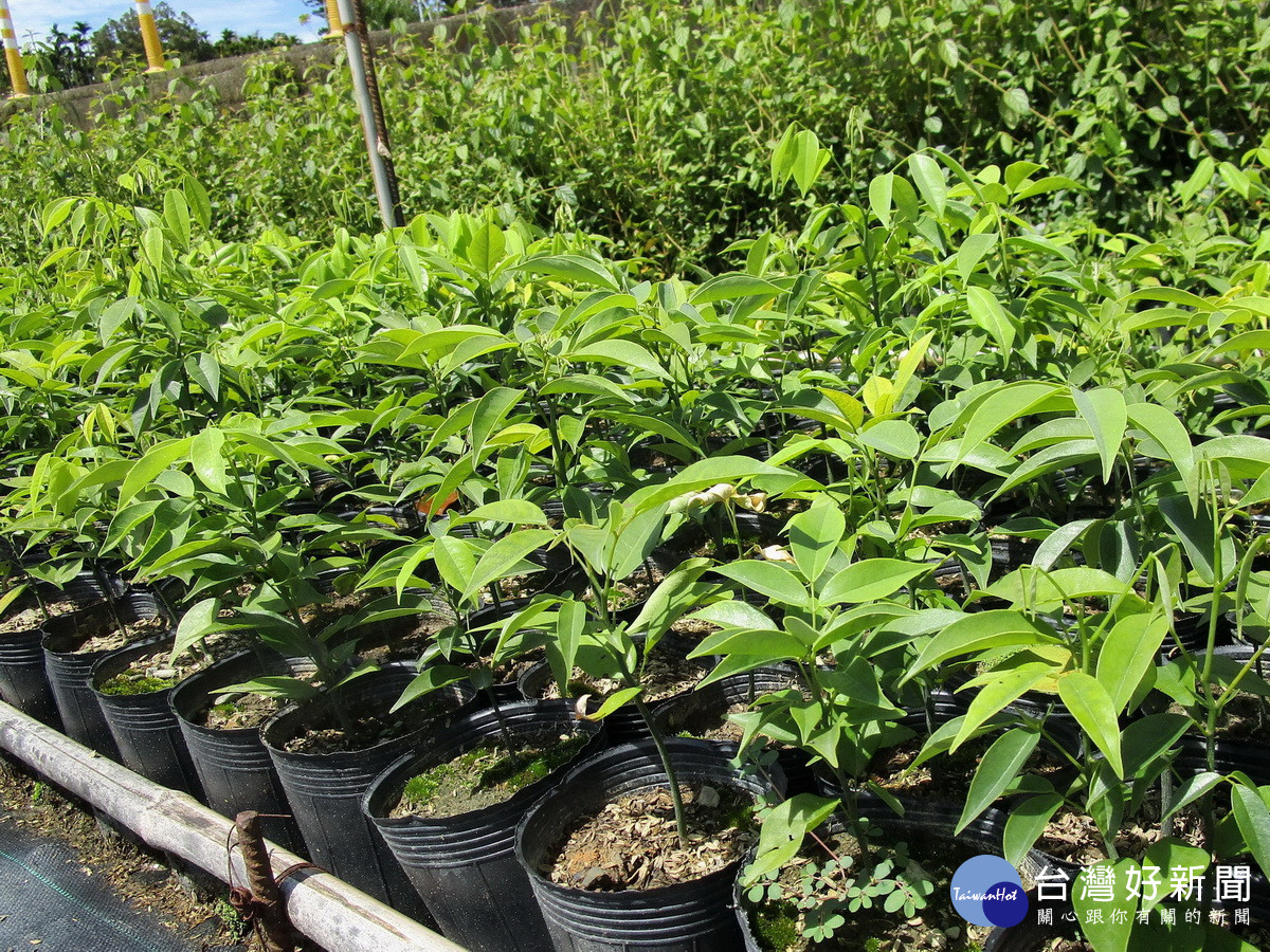 臺灣紅豆樹在秋冬開花成為蜜源植物。（南投分署提供）