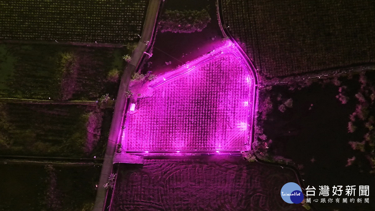 LED燈入夜一片粉紫十分吸睛。（縣府提供）<br />
