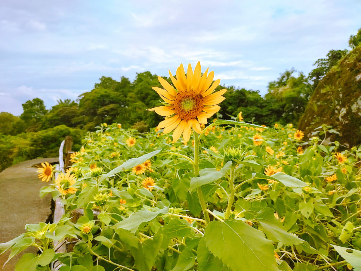  （圖／台北市府工務局大地工程處）