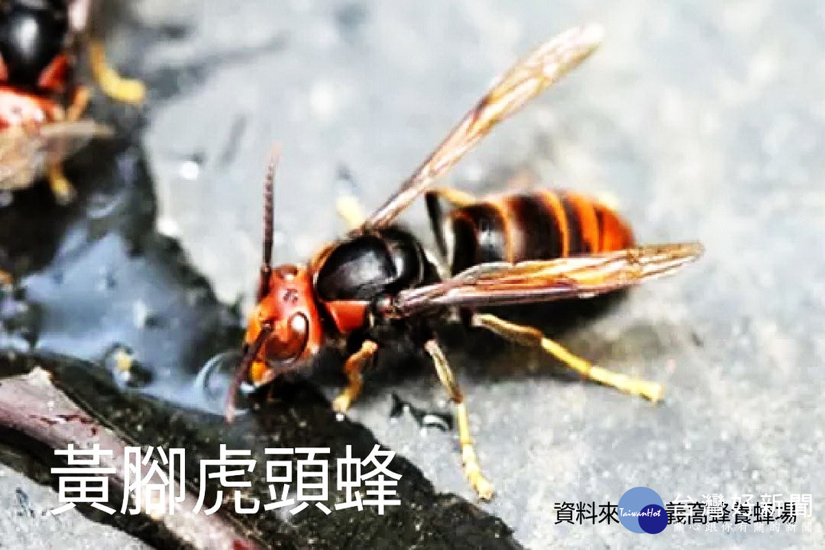 台灣常見的虎頭蜂。
