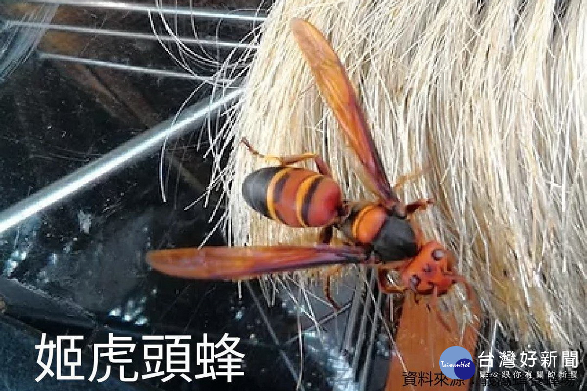 台灣常見的虎頭蜂。