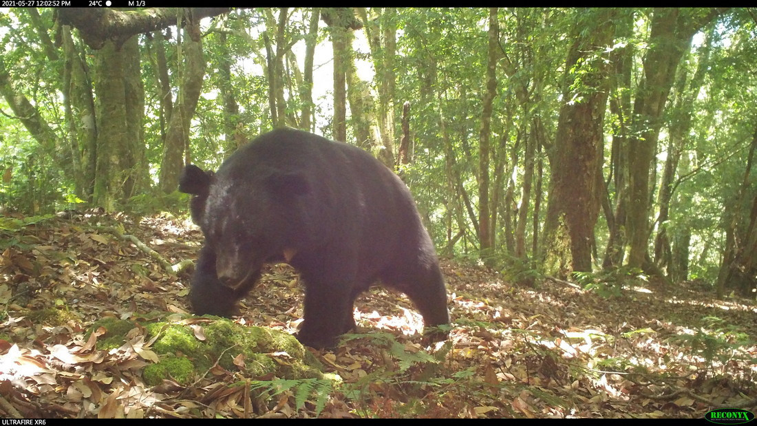 玉山國家公園為許多野生動物的家(圖中為臺灣黑熊)，民國74年玉管處成立，開啟各項自然生態及人文歷史保育研究工作。（圖/玉管處提供）<br />
<br />

