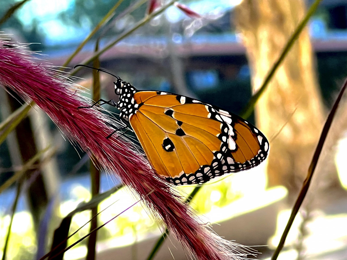 中原大學理學院旁馬利筋花園夏末秋初總會吸引著金黃外衣的樺斑蝶來訪。(吳宗遠拍攝)