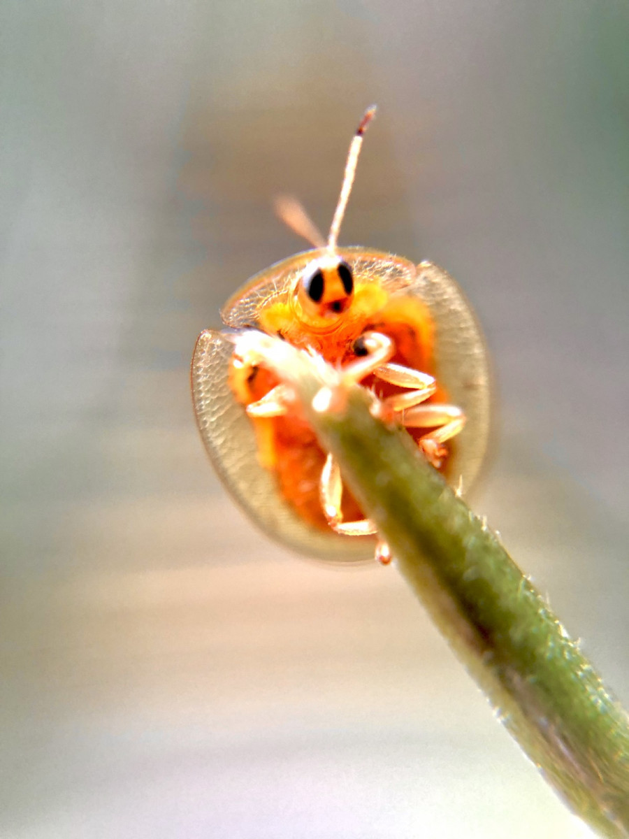 小而美的龜金花蟲，它似乎嚇著了？(吳宗遠拍攝)