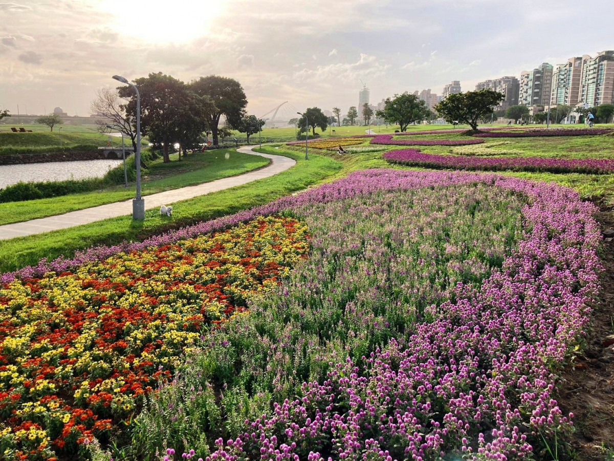 美堤河濱自然親水灣旁　花海美麗盛開（圖／台北市水利處提供）