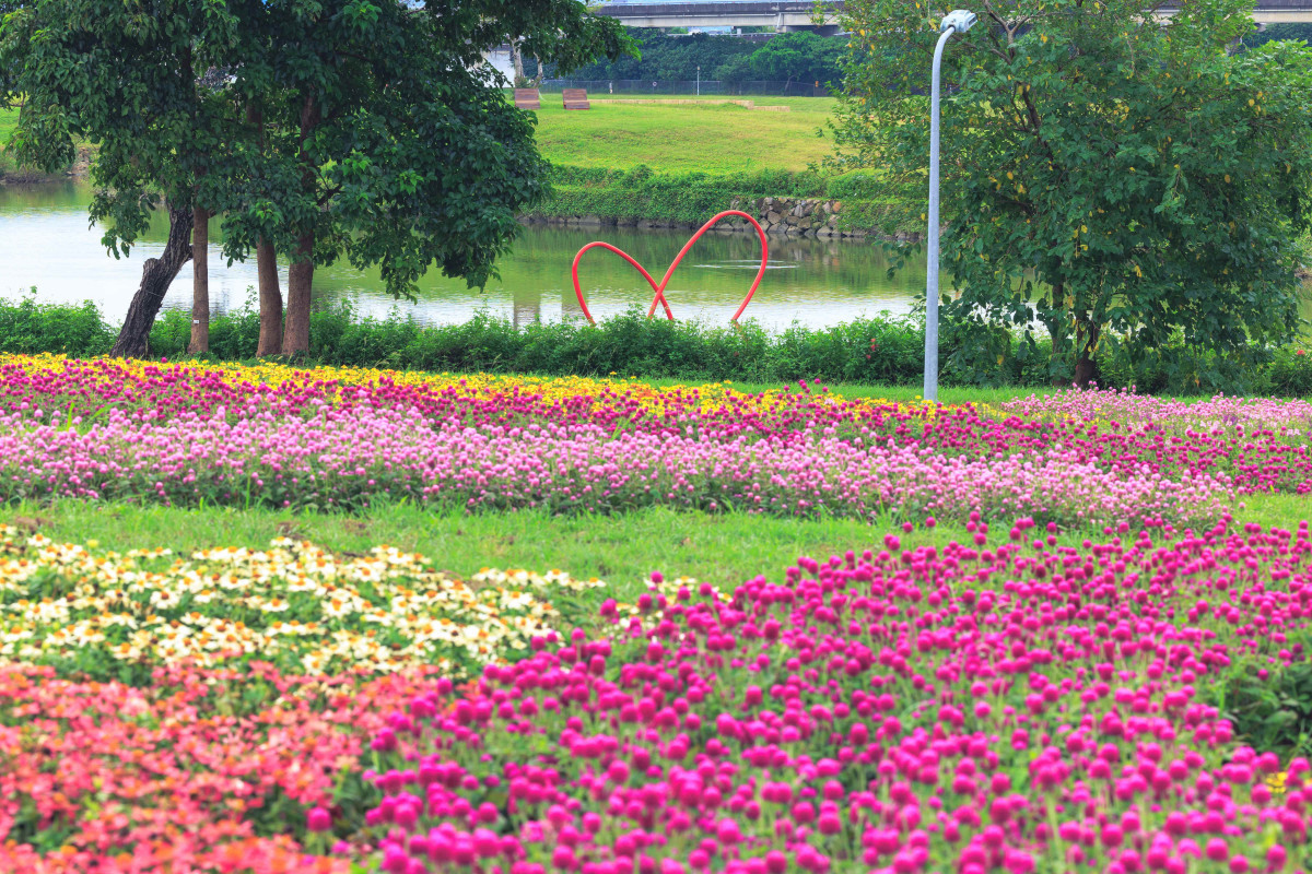 美麗花海盛開至11月中旬（圖／台北市水利處提供）