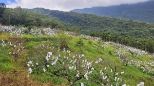 花蓮縣府爭取卓溪鄉甜柿現金救助　受理期限至10/23止