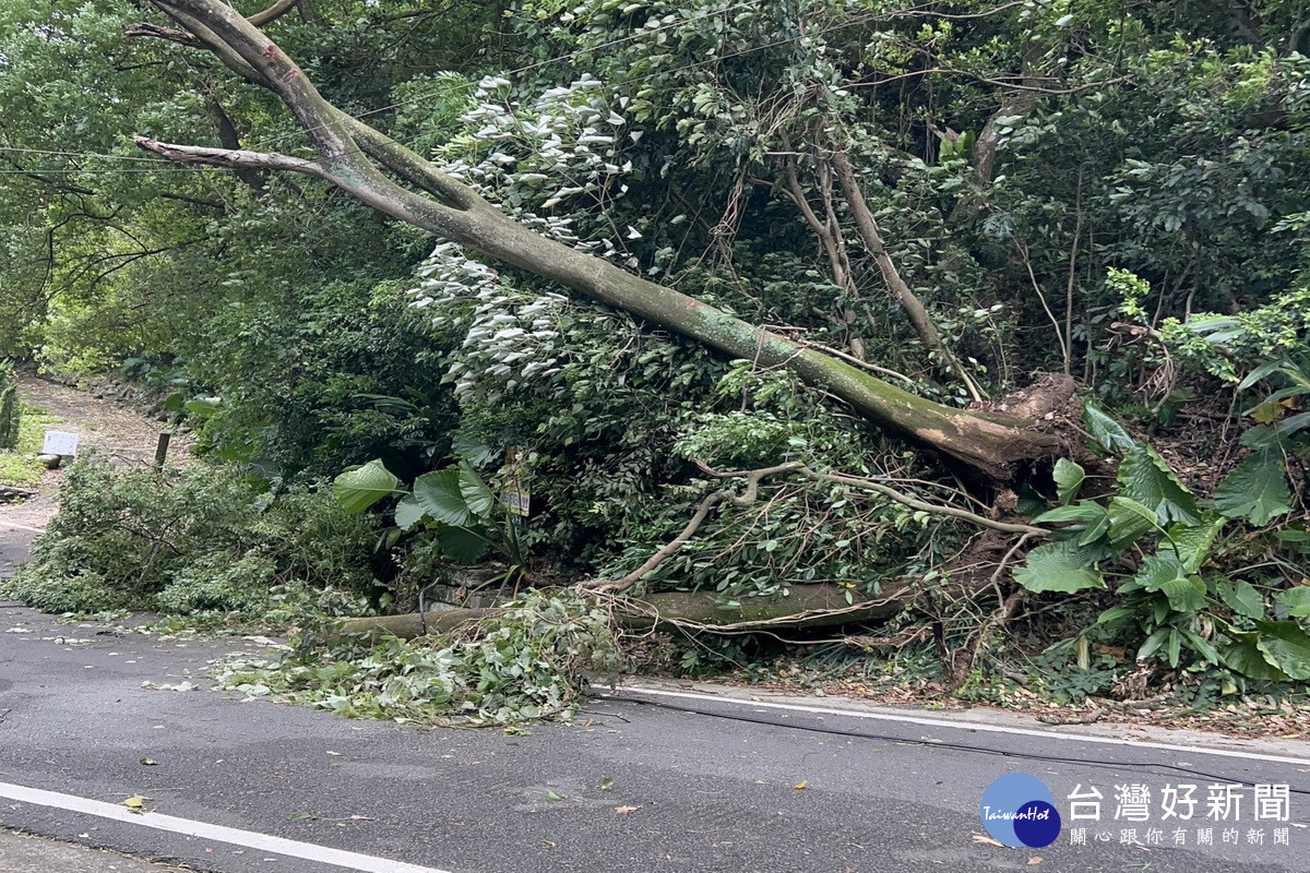 龍潭區美國路發生路樹傾倒壓傷騎士事件。照片∕市議員徐玉樹服務處提供。