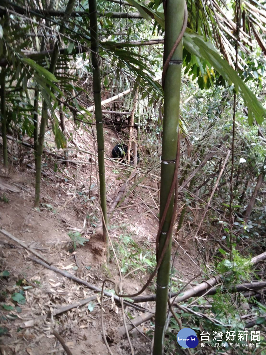 16日中午接獲通報有黑熊受困於竹林內。