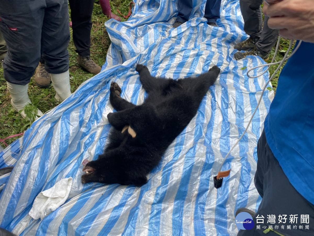 拆除黑熊左前肢套索後於現場進行初步檢傷