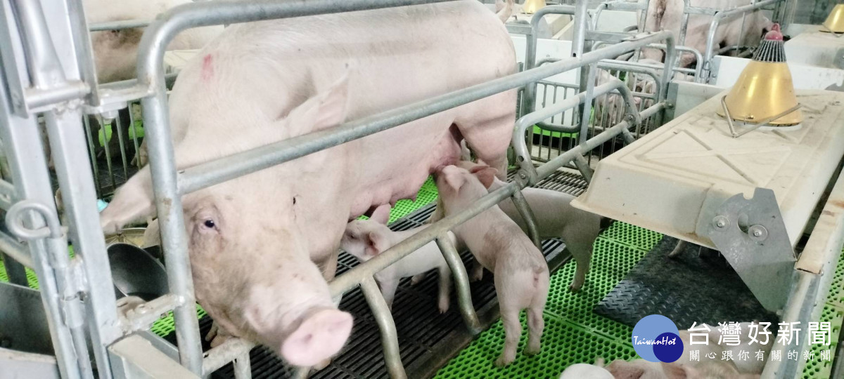 二林立富畜牧場科技化養豬，證明養豬不是污染產業。圖／記者鄧富珍攝