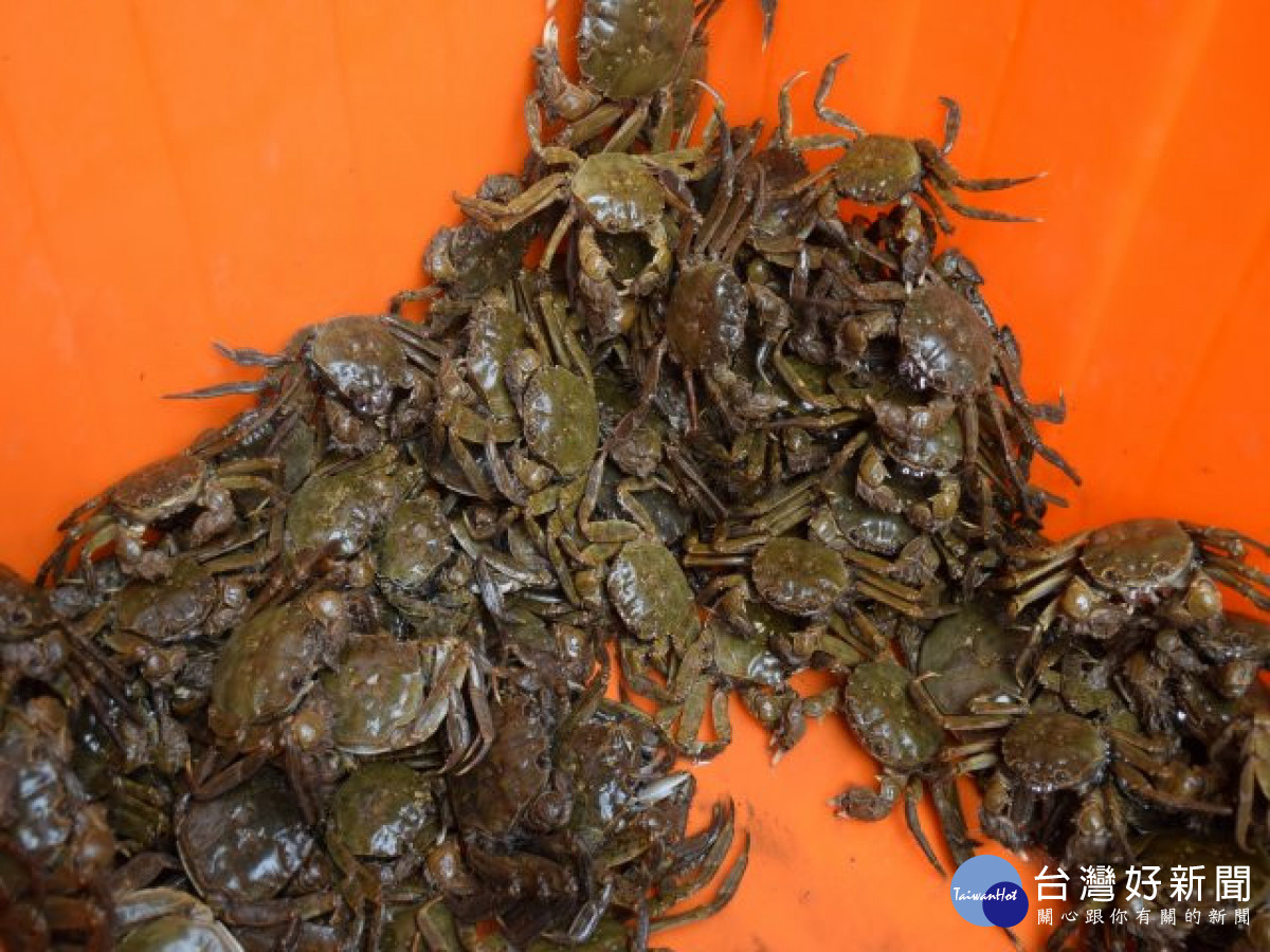 大甲溪螃蟹上市　體積尚小價格不高